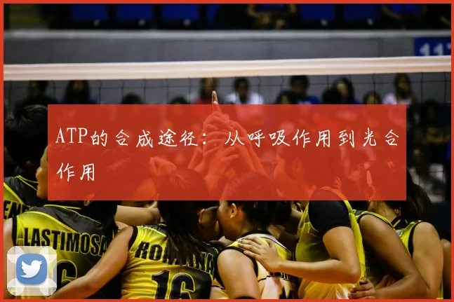 ATP的合成途径:从呼吸作用到光合作用