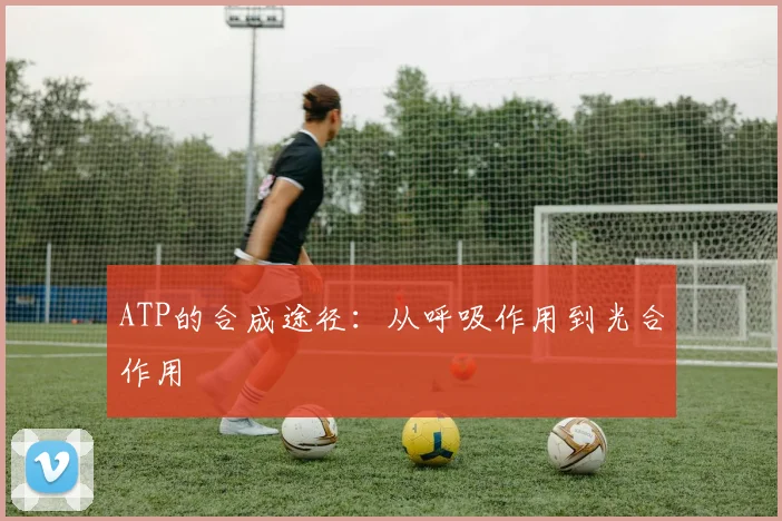 ATP的合成途径：从呼吸作用到光合作用